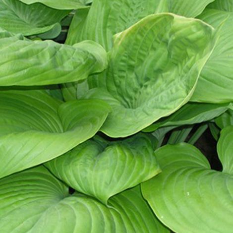 4 x Hosta 'Sum And Substance' - godet 9x9 cm (1/5)