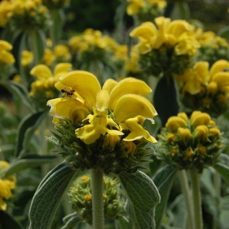 Phlomis fruticosa - salvione giallo - vaso quadro 7x7x8 cm (1/2)