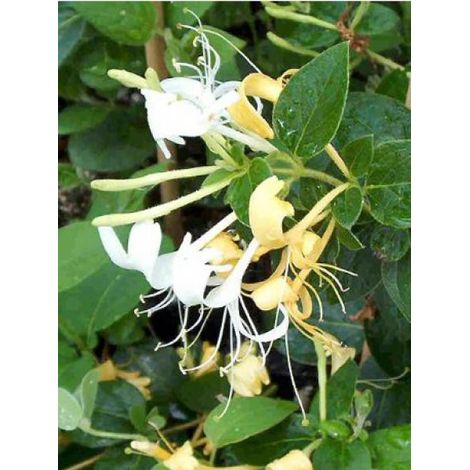 Chèvrefeuille du Japon 'Hall's Prolific' Godet de 8/9 cm (1/2)