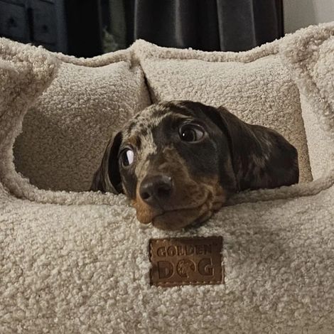 Letto per cani Korona Boucle Kazik Letto per cani Korona Boucle Kazik - S, Grafite (1/5)