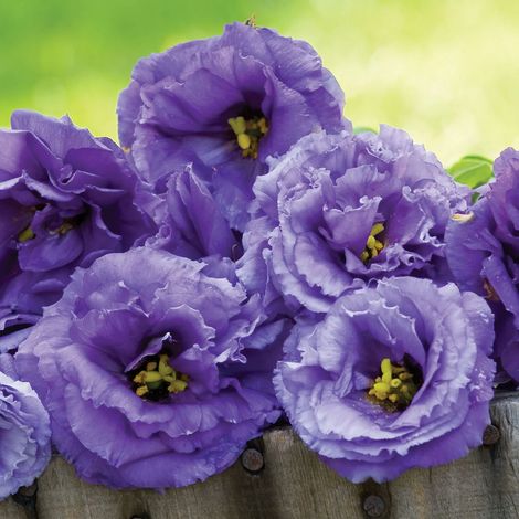 3000 Graines de Lisianthus Bleu Ondulé – Fleurs Rares Jardin Plantation (1/4)