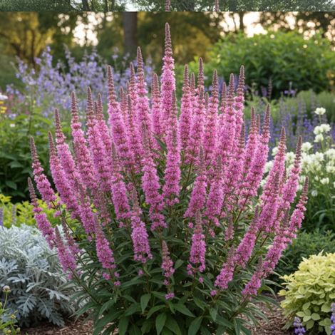 Salicaire Pink Blush, Lythrum/Godet - 5/20 cm (1/3)
