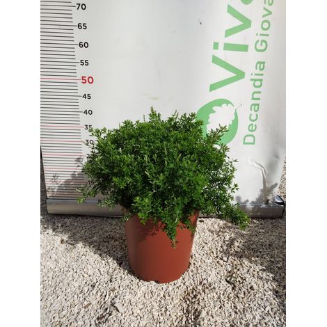 PIANTA DI CYTISUS RACEMOSA VASO CM 24 (foto reali)