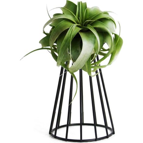 Support pour plante aérienne, pot de fleurs en fer avec présentoir Tillandsia table (1/5)