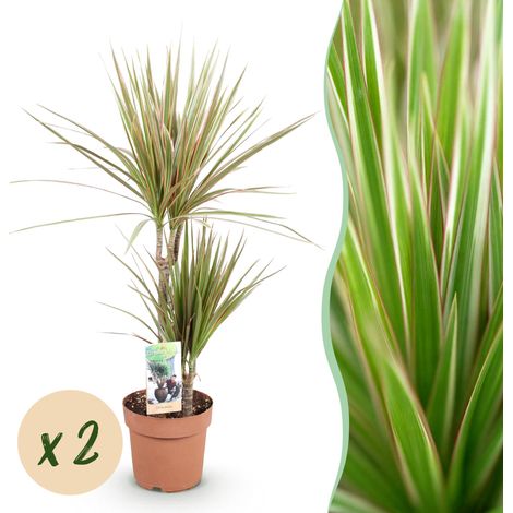 Lot de 2 Dracaena Marginata Bicolor Plantes d'intérieur Entretien Facile Pot 17cm 70-75cm - PANGIVO (1/5)