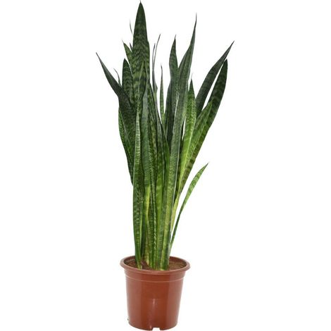 Sansevieria Zeylanica - Plante d'Intérieur Langue de Belle-Mère Verte - Ø 27 cm - 120 cm - PANGIVO
