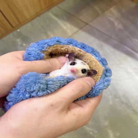 1 sac de couchage pour petit animal, en velours de coton, doux et respirant, idéal pour hamsters, mini planeurs de sucre et rongeurs (1/5)
