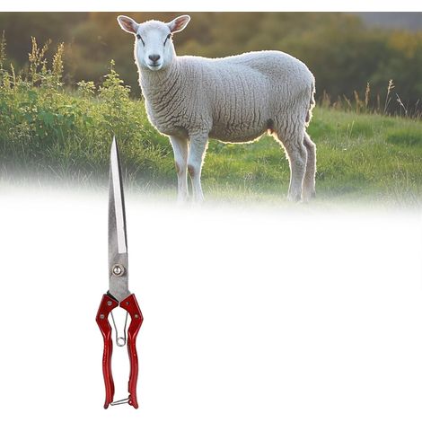 Cisaille moutons - pour élevage, tonte manuelle et coupe de laine (1/5)
