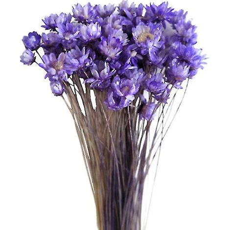 30 fleurs séchées de marguerite