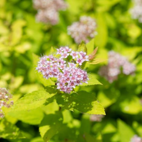 Spirée japonaise sparkling champagne - Spiraea japonica sparkling champagne Pot 3L