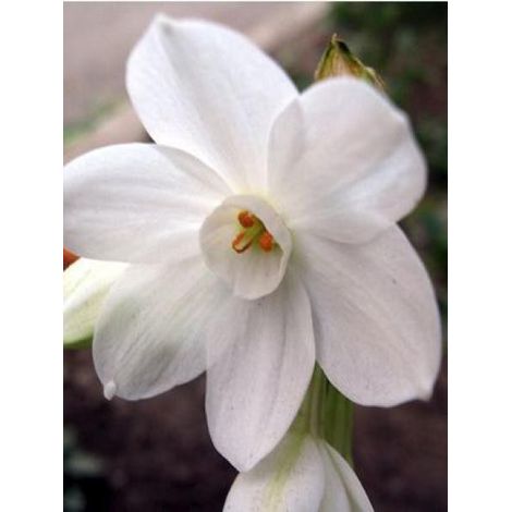 Narcisse 'PaperWhite' Bulbe calibre 13+ (par 5) (1/2)