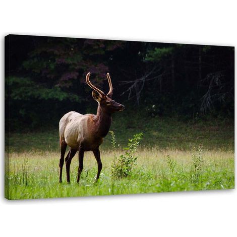 Tableau sur toile Cerf Animaux Forêt Prairie 60x40 (1/5)