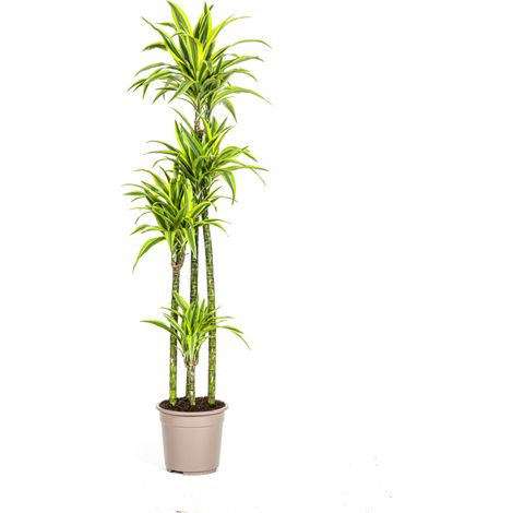 Dracaena Deremensis Lemon Lime - Plante d'Intérieur Décorative - Ø 27 cm - H 170-190 cm - PANGIVO (1/5)