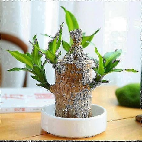 Mini Bois Porte-Bonheur Brésil - Bambou magique à germination porte-bonheur - Plantes hydroponiques en pot - Souche d'arbre - Petites mini-plantes - Bois porte-bonheur hydroponique - jinm (1/2)