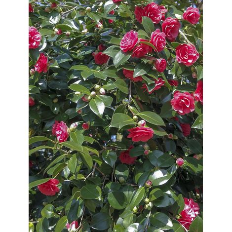 Camélia du Japon 'Lady Campbell' Pot de 3L/4L (1/2)