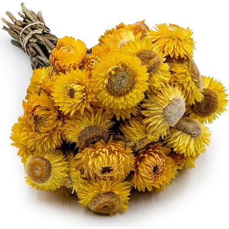Getrocknete Strohblume (Helichrysum) - Gelb (1/5)