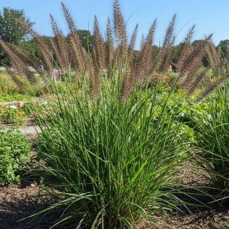 Herbe aux écouvillons Dark Desire, Pennisetum/Lot de 5 godets