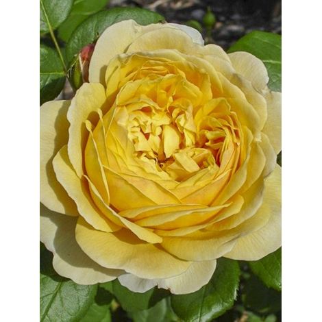 Rosier 'Charles Darwin' Pot de 4L/5L (1/3)