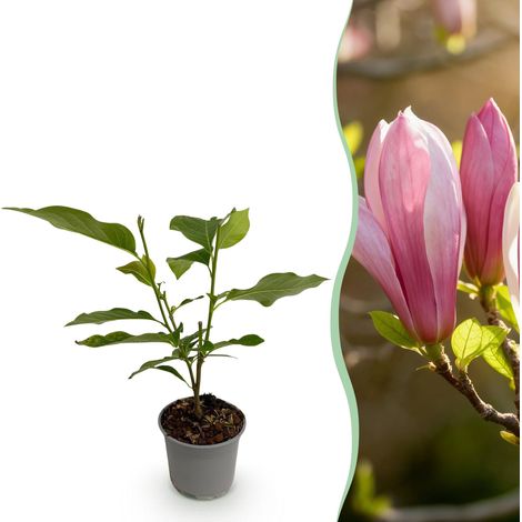 Magnolia Ricki Arbuste d'Ornement à Fleurs Rose Foncé Pot Ø 12cm Hauteur 30cm Jardin et Balcon - PANGIVO (1/5)