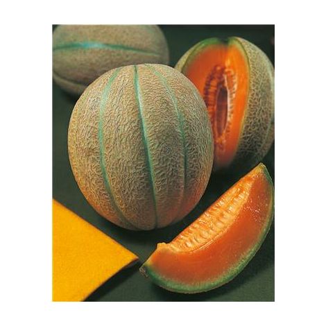 MELON GRISELET HF1 - 15 SEMENCES