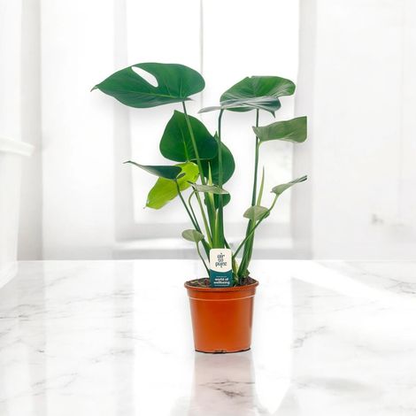 Gardenaria Monstera deliciosa - Pianta da interno ornamentale - Altezza: 50 cm (vaso 14) (1/5)