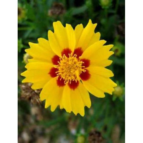 Oeil de jeune fille 'Sterntaler' Godet de 8/9 cm (1/2)