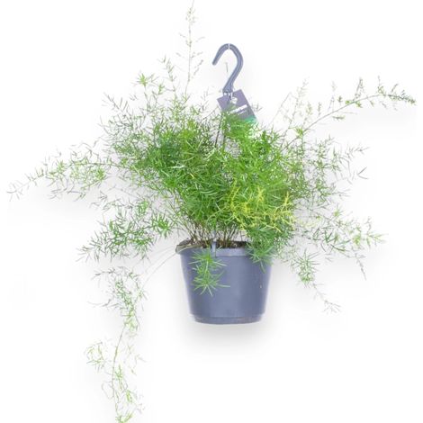Gardenaria Asparagus densiflorus 'Sprengeri' - Pianta da interno ornamentale - Altezza: 40 cm (vaso 12)