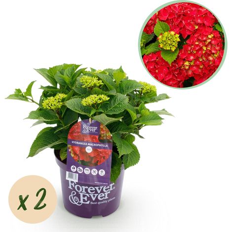 Lot de 2 Hortensias Hydrangea Forever & Ever Rouges pour Terrasse et Jardin Pot 23cm 55cm - PANGIVO (1/5)