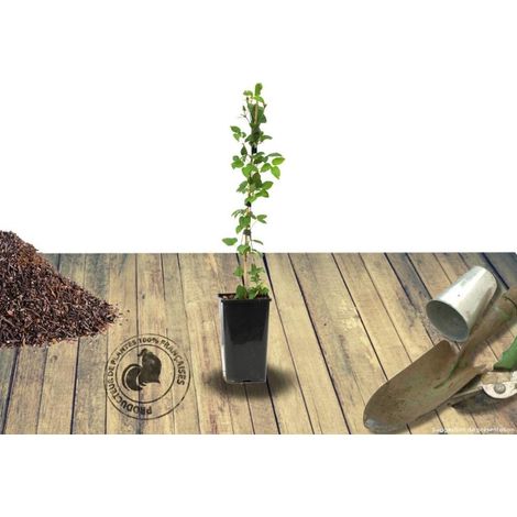 Clématite macropetala Octopuss® 'Zooct'/Pot de 2L