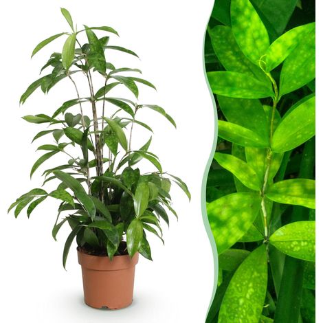 Dracaena surculosa - Plante d'intérieur Arbre à sang-dragon - Vert - Pot 17 cm - 60-70 cm - PANGIVO (1/5)