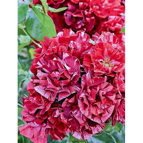 Rosier à fleurs groupées 'La Reine de la Nuit ' Pot de 3L/4L (1/3)