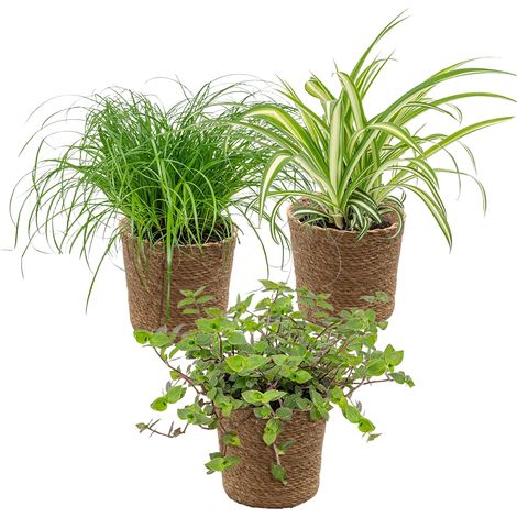 3x Mélange sans danger pour les animaux avec panier en jonc de mer – ⌀12 cm – 15-25 cm (1/5)