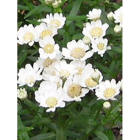 Bouton d'argent 'Nana Compacta' Godet de 8/9 cm