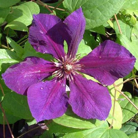 Clématite  - Clematis 'Gipsy Queen'  - 50-60 cm pot