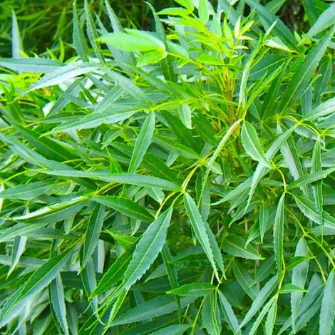 Frêne oxyphylle (Fraxinus angustifolia)