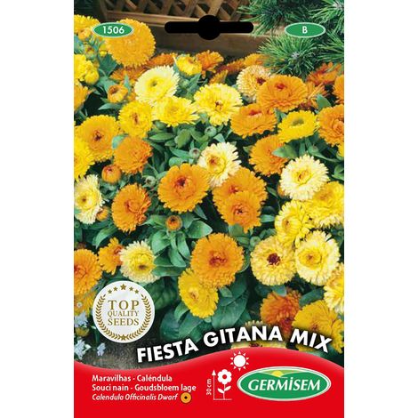 Graines Souci nain FIESTA GITANA MIX