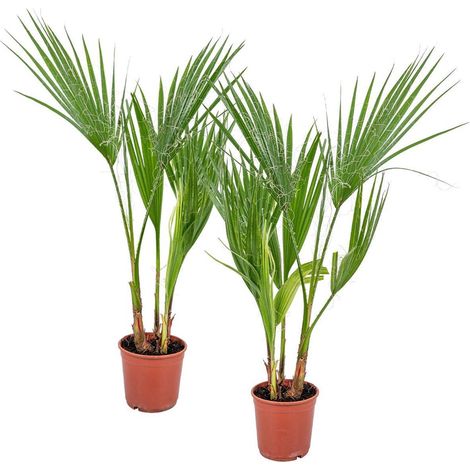 Washingtonia 'Robusta'  Palmier éventail du Mexique (vendu par 2) - Plante d'intérieur en pot de pépinière Ø 14 cm - ↕ 50-60 cm (1/5)