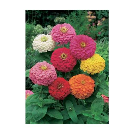 ZINNIA FLEUR DE DAHLIA - 2 G