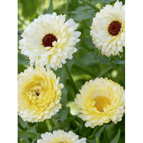 Souci des jardins 'Snow Princess' le sachet de 100 graines (0,8g) (1/2)