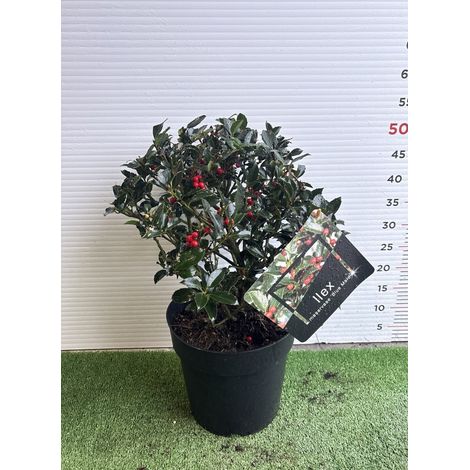 PIANTA DI ILEX A PALLA in vaso 20 (foto reali)