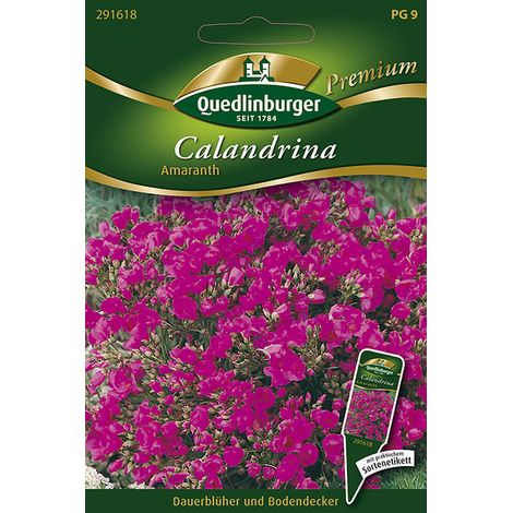 Quedlinburger Saatgut – Calandrinia « Amaranth » – Graines de fleurs, fleurs violettes, couvre-sol, hauteur env. 15 cm