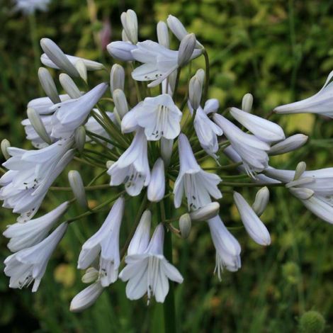 Agapanthe x Windsor Grey/Lot de 5 godets (1/3)