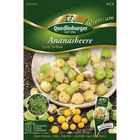 Quedlinburger Saatgut – Physalis ananas « Early Yellow » – Graines de légumes, hauteur 50-80 cm (1/2)
