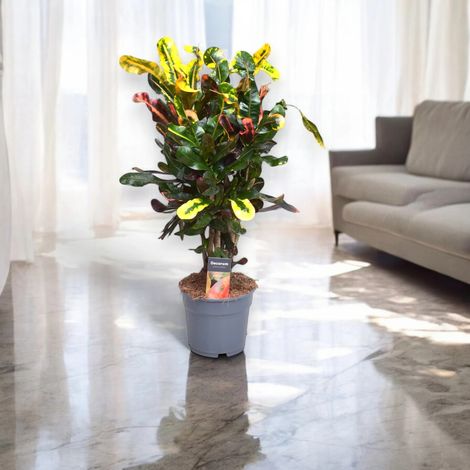 Gardenaria Codiaeum variegatum 'Mammi' - Pianta da interno ornamentale - Altezza: 80 cm (vaso 24)
