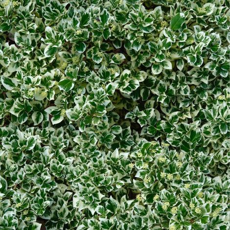 Fusain fortunei harlequin - Euonymus fortunei harlequin 25cm (1/5)