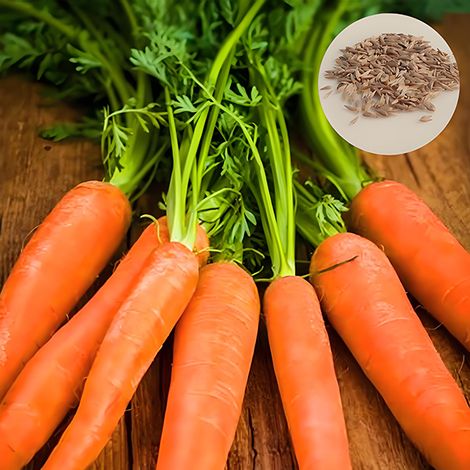 Graines de Carottes Croquantes - 400 Graines pour Potager de Balcon - Semences de Légumes Frais et Faciles - Récolte Maison (1/5)