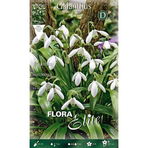 GALANTHUS WORONOWII (CONFEZIONE DA 10 BULBI