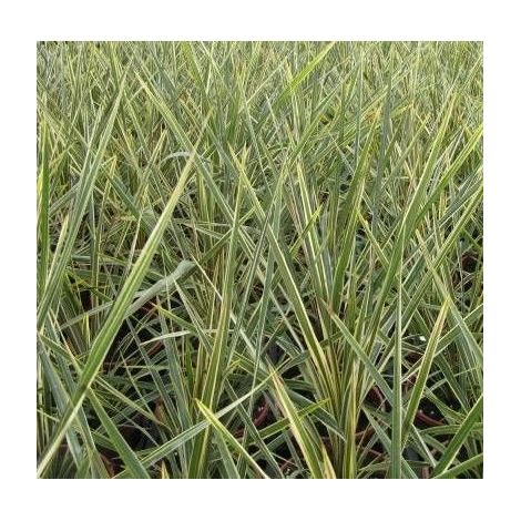 Cordyline australe Torbay Dazzler/Pot de 7,5L - 60/80 cm (1/2)