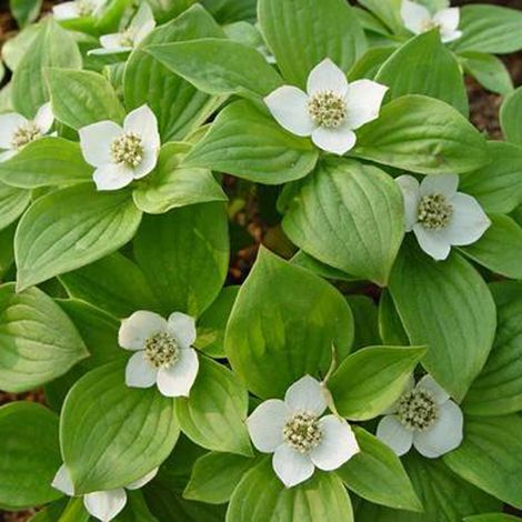 Cornouiller blanc  - Cornus alba 'sibirica'  - 60-80 cm pot