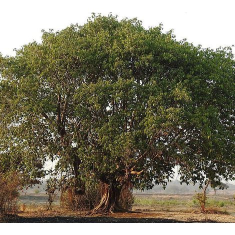 Ficus benghalensis - banyan tree, ficus dea Kalì - vaso 18 cm (1/2)